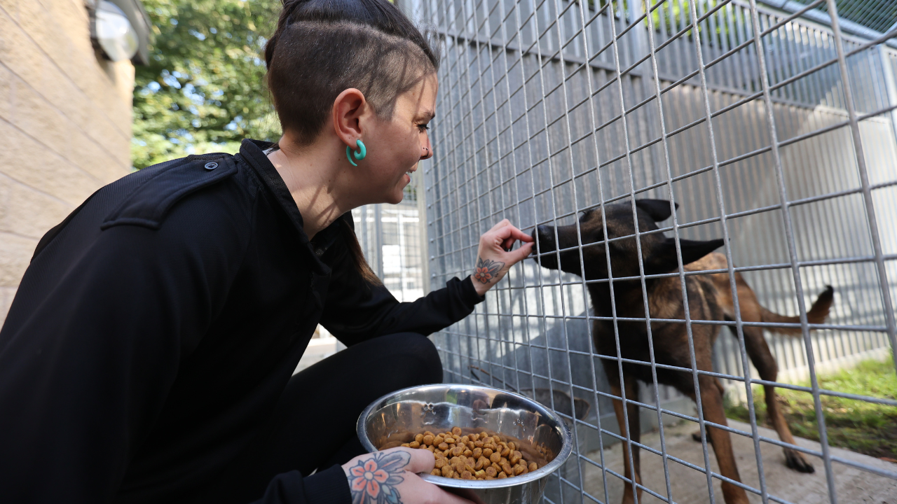 One of Nottinghamshire Police's dogs being fed.